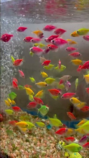 Colorful Aquarium Fish | Beautiful Tropical Fish in HD | Relaxing Fish Video