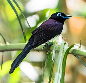 Japanese paradise flycatcher - Alchetron, the free social encyclopedia