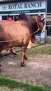 77K views · 3.1K reactions | Masha’Allah | Royal Ranch | Facebook