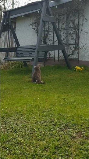 Katze klettert wieder