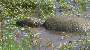Big snapping turtle eating - close-up 4K