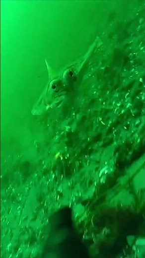Flatfish underwater footage