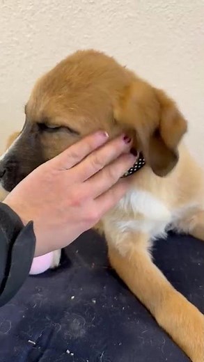 Alaska - Hunde in Not aus Tierschutz - suchen ein Zuhause