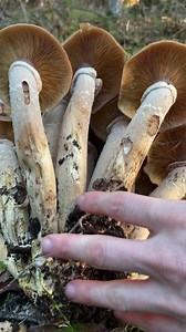 438K views · 3.4K reactions | Check out all of this crunchy ASMR...