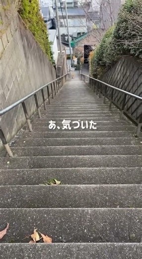 [階段の上から名前を呼んだら] [まさかの爆走対応に涙] #cats #short #猫 #cat #猫ミーム