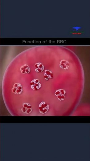 Functional of the RBC (#red #blood #cells ) medical #video