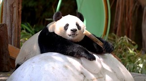 What a rich experience you’ve got. How does it feel to lie on an ice bed on a hot day? (Guo Qing) #cool #panda #experience #HiPanda #CCRCGP #PandaFun For more panda information, please check out: https://en.ipanda.com | iPanda