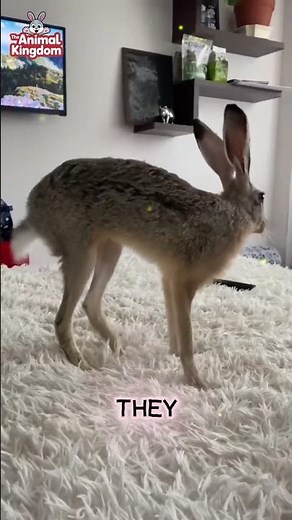 Wild Rabbit vs Pet Rabbit 🐰 The SHOCKING Truth You Didn’t Know!