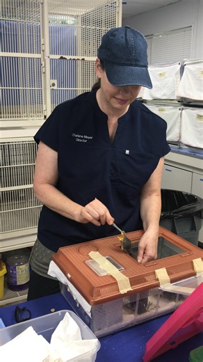 Charlene, with Wings of Love Bird Haven, helping feed our baby birds. Thank you, Charlene! 😊🐦 | Rogers Wildlife Rehabilitation Center