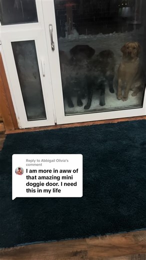 Custom Dog Door Installation in Fairbanks, Alaska