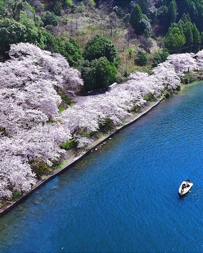 滋賀県の桜の美しさ: 海津大崎の絶景