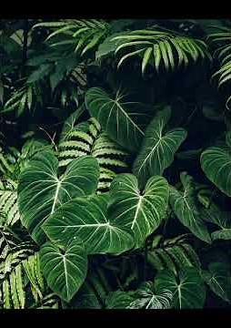 Green Aesthetic wallpapers/photography | latest background hd images for laptop/desktop