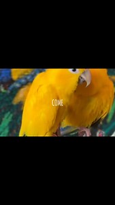 Step Into Our Zen Oasis… and Meet Your New Feathered Friend⠀ Every bird deserves a smooth, loving start in their new home.⠀ ⠀ What we offer:⠀ • Hand-raised, vet-checked parrots⠀ • Guidance through the bonding and care process⠀ • Peaceful visiting space for you and your family⠀ • A supportive bird-loving community⠀ ⠀ Come experience the difference. Your perfect feathered companion is waiting. | The Parrot and Bird Emporium