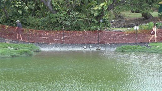 Pohoiki Dredging Project Ahead of Schedule, Engineer "Blown Away" by Progress The massive dredging operation at Pohoiki, the largest ever undertaken by the DLNR Division of Boating and Ocean Recreation (DOBOR), is progressing at an astounding rate, with crews already approximately halfway through the excavation phase. The project aims to remove 42,000 cubic yards of black sand, rocks, and boulders deposited by the 2018 Kīlauea eruption, which has blocked the vital boat ramp. DOBOR Engineer Finn 