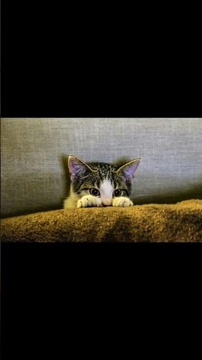 Why Do Cats 'Chatter'? Unlocking the Mystery of Feline Behavior!