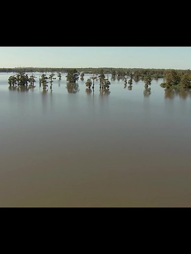 #SwampPeople#AlligatorHunting#LouisianaSwamps#SurvivalInTheSwamp#SwampLife#SwampAdventures#GatorHunting#SwampSurvival#LouisianaCulture#WildlifeWarriors