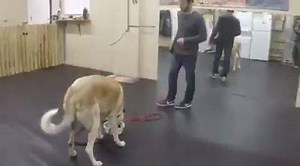 These are the first steps to working with highly food aggressive dogs. Obedience around the food bowl. Beau came to us highly food aggressive. He has aggressively guarded his food bowl for years and even put his owners in some very dangerous situations to the point where they currently need to feed him with no one in the room until he is done. Here we are working recalls off of his food bowl while he is eating. Asking the dog to disengage and focus on you is critical to becoming relevant in the 