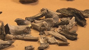 Dr. Bass: Forensic anthropologists in California face grim task after wildfires