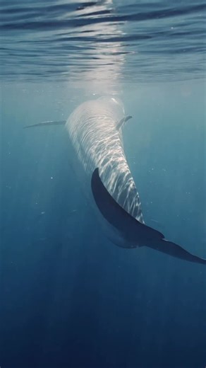 Alexander Schmidt | Ocean Safaris on Instagram: "Sardine run season in Bahía Magdalena feels like the ocean turned the volume all the way up. Millions of sardines pack into bait balls and suddenly everything shows up Bryde’s whales lunging through silver storms Striped marlin flashing and changing colors as they strike Mola molas drifting in like aliens Orcas cruising the edges Humpback whales on the same highway Sea lions, dolphins, frigate birds, pelicans, and nonstop chaos above and below the