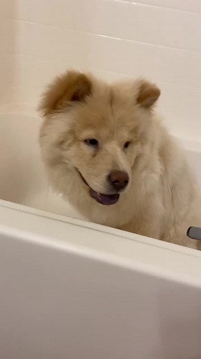 Teacup Chow Chows: Why is My Dog Standing Like That?