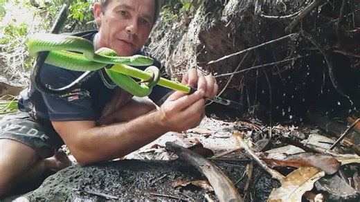 Analyzing deadliest snake venom toxicity