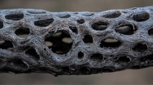 The Ultimate Guide to Cholla Wood: What It Is, How to Use It, and More - Top Woodworking Advice