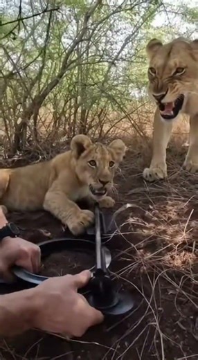 Hands Prying a Trap in a Dense Thicket Close-Up