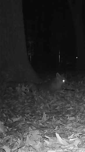 Fox Mating Call. Listen for Scream at the End! #trailcam #nature #urbanfoxes