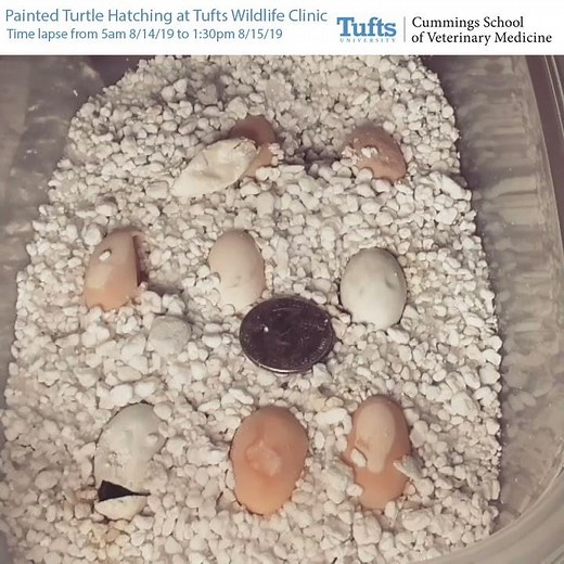 Time-lapse Video of Painted Turtle Egg Hatching at Tufts Wildlife Clinic