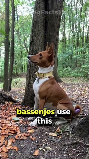 The Dog That Doesn’t Bark: Meet the Unique Basenji! #dogfacts #pets #caninecuriosities #doglovers
