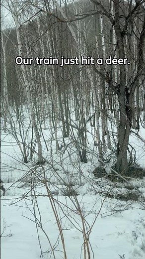 Our Train Hit a Deer in Hokkaido