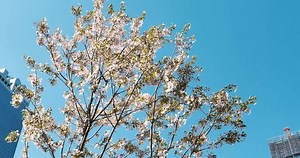 Sakura Tree Swaying City Stock Footage Video (100% Royalty-free) 3764663875 | Shutterstock