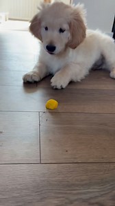 2.2M views · 36K reactions | 100% attack, 0% damage on that lemon  | Furry Tails | Facebook