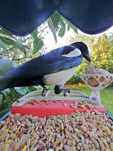 Überraschender Gast: Große Elster am Meisenknödel 🐦🖤