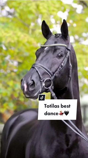 Totilas - The Legendary Black Stallion's Dance