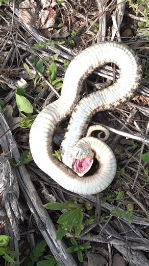 Will Robertson on Instagram: "A hognose snake encounter from start to finish. If hissing and inflating does not work to ward off predators, they typically will resort to playing dead. Once the percieved threat has gone away, they will come back to life and slither off. #snakes #reptiles #wildlife #nature #hognosesnake #hognose #critters #creatures #fyp #animals"