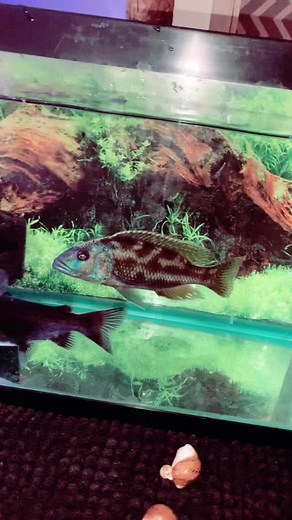 Gulper Catfish Feeding Behavior Revealed