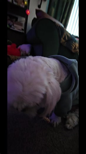 Natural Dog Treats from Manor Farm for Your Shih Tzu