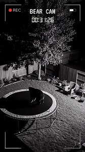 36K views · 277 reactions | bears just wanna have fun... #bears #teddybear #funnyreels | Hendrix backyard TV | Facebook