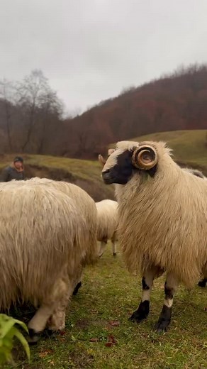 673K views · 27K reactions | Berbecul lui Marius Sigartău e un adevărat exemplar: masiv, bine proporționat și cu o prezență care impune respect. Coarnele lui arcuite și blana îngrijită îi dau o frumusețe rară, iar privirea sigură arată cât de puternic și echilibrat este. | Hovrea Alin | Facebook