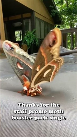 Thanks for the judge promo moth booster pack