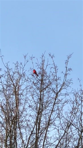 Just some CARDINAL BIRD WATCHING on my walk 🤗🙏🏾