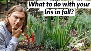 Iris fall cleanup for bearded iris plants - do this before winter