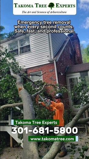 24/7 Emergency Tree Removal Service | Fast, Safe Tree Work in DC, MD & VA