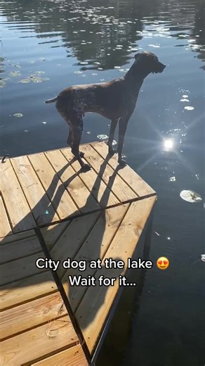 Funny German Shorthaired Pointer Video Compilation