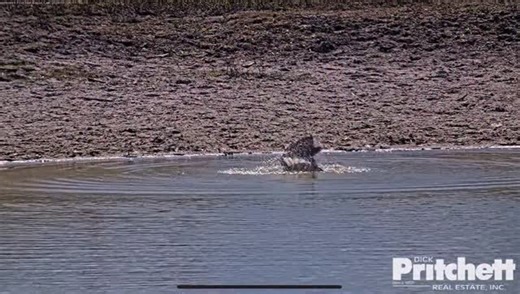 Did you know Bald Eagles take regular baths?! Bathing helps eagles keep their feathers clean and aligned for strong flight, cool off on warm days, wash away blood and bacteria after feeding, and remove parasites. Afterward, they preen to spread natural oils that waterproof their feathers. Fun fact: Eagles are considerate roommates! They often bathe before heading back to the nest—clean feathers help keep eaglets warm and healthy. | Southwest Florida Eagle Cam
