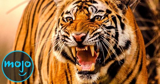 Top 10 Deadliest Animals in History  | Articles on WatchMojo.com