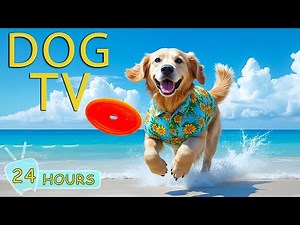 DOG TV: Best Video to Entertain Dogs Left Home Alone - Prevent Boredom Relaxing Music for Dogs