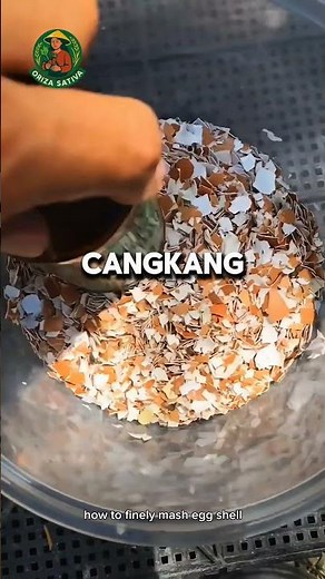 Eggshells + MSG = Fertile Plants 🌱 #eggshells #msg #gardeningtips