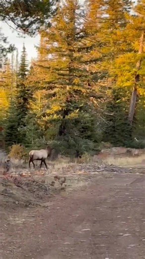 123K views · 3.5K reactions | Nice night in the Blues! Tollgate! | Tollgate Crossing Store | Facebook